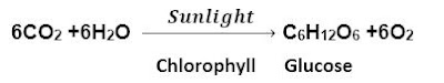 Photosynthesis Reaction _clas 10  Life Process