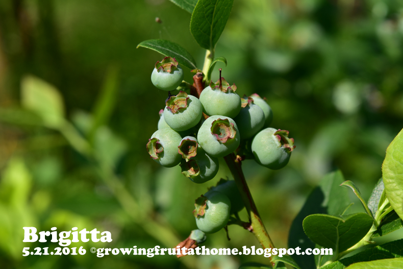ブルーベリーの全品種の特徴一覧表 風味や収穫時期などの特徴 果樹の苗の種類 果樹オタクのための栽培品種の一覧データベース