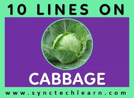 10 lines on cabbage in english