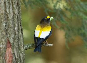 Evening Grosbeak - Hartwick Pines, Michigan, USA