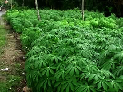 Cassava Leaves Field