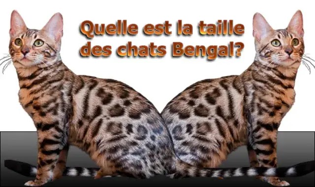 Chat De Bengal Taille Adulte Chat De Bengal Taille Adulte