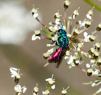 guêpe coucou-chrysis flamboyante © Popote et Nature