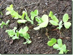 Peas