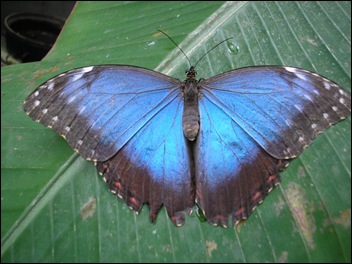 Butterfly Garden