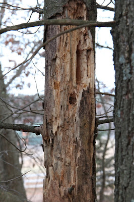 dead trees feed some and shelter others