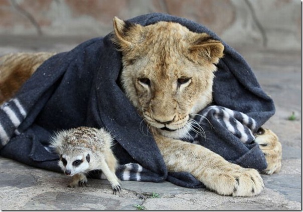 Simba e Timão na Vida Real (6)