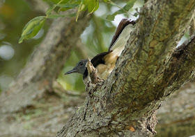 Oriental Magpie Robin - Pasir Ris, Singapore