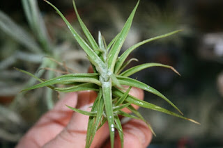 tillandsia albida