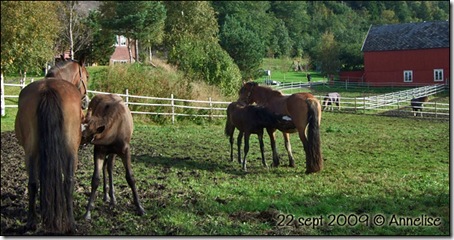 hoppene-22sept-09_07