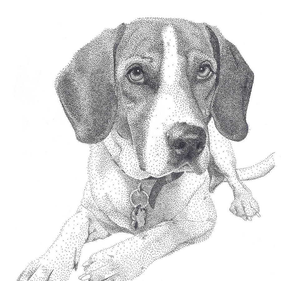 07-Beagle-Animal-Drawings-Kelsey-Hammerton-www-designstack-co