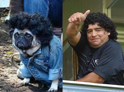 clon maradona, perrito