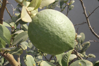 Green Lemon on a Plant