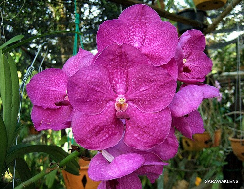 Vanda_pures_magic2