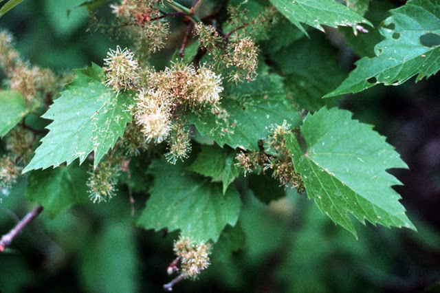 Vitis riparia