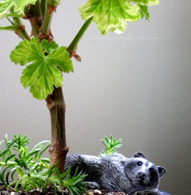 Pelargonium Charity woody stem, with bear figure