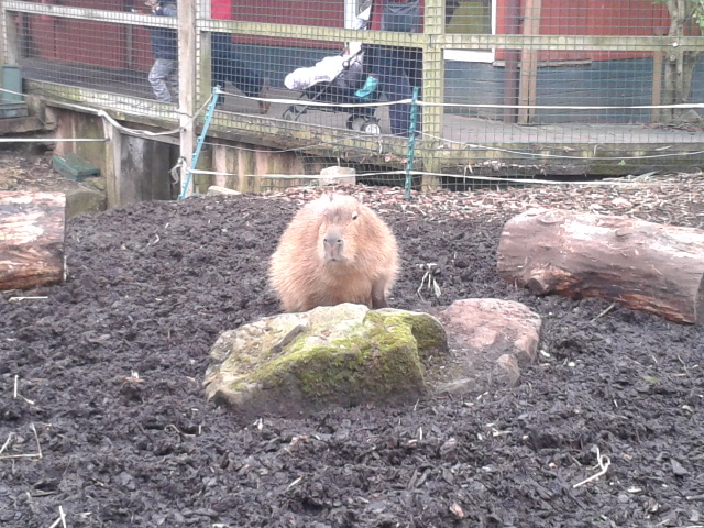 capybara capibara largest rodent in world Bristol Zoo cute funny cuddly