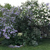 Hinner ni njuta av era blommor?