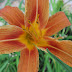 Free Royalty Free Orange Summer Flower Stock Image