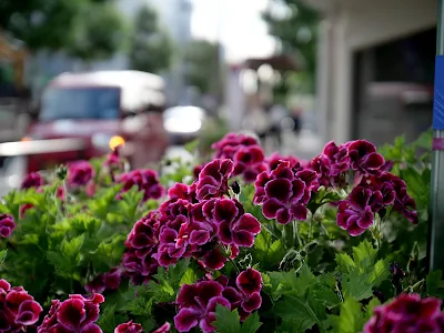 【SnapWithLAOWA】LAOWA (ラオワ) Argus 25mm F0.95 マイクロフォーサーズ パナソニック LUMIX G99