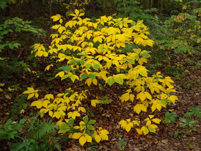 Aesculus parviflora