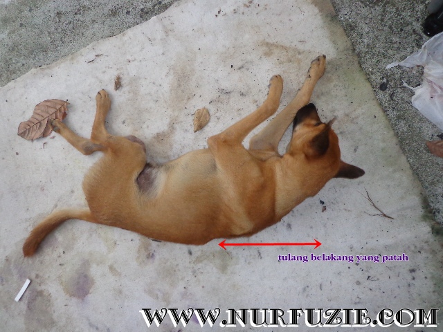 Rawatan Untuk Chiki ( Anjing Belaan Cik En) - Nurfuzie.com