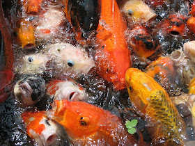Feeding Koi Fish Pictures