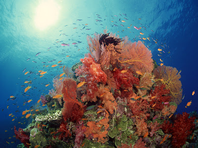 coral reef wallpaper. Gallery | coral reef wallpaper