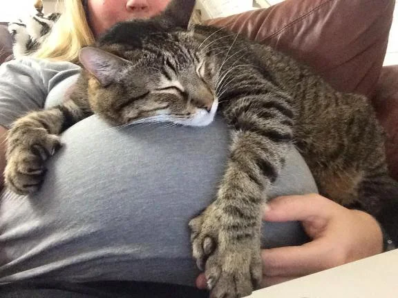 bela kucing semasa ibu mengandung