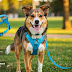 Dog Pulling Harness: A Guide to Better Walks and Control