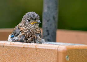 rescued male eastern bluebird fledgling in bird bath