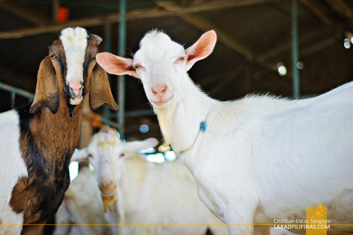 Tarlac JSJ Goat Farm Tour