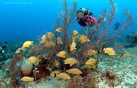 Cayman Islands Cayman Islands