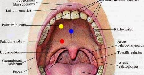 Aku Cinta Biologi Organ  Pencernaan