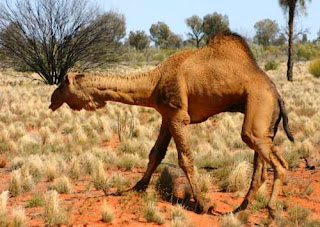 Australian Desert Animals Pictures