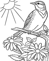 Bird Coloring Pages To Print