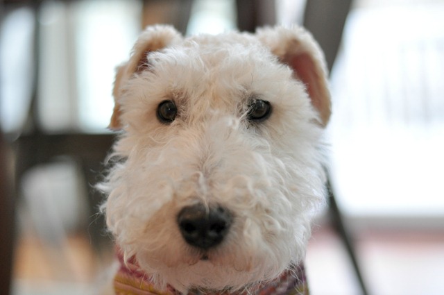 Wire Fox Terrier