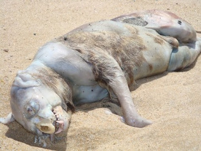 Mystery Creature Found Dead in Panama