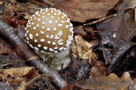 Pantherpilz (Amanita pantherina)