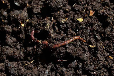 Compost worm image by Chesna from Pixabay