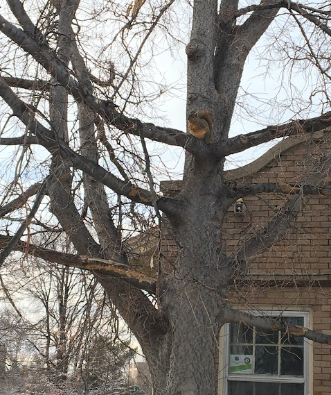 squirrel in damaged tree