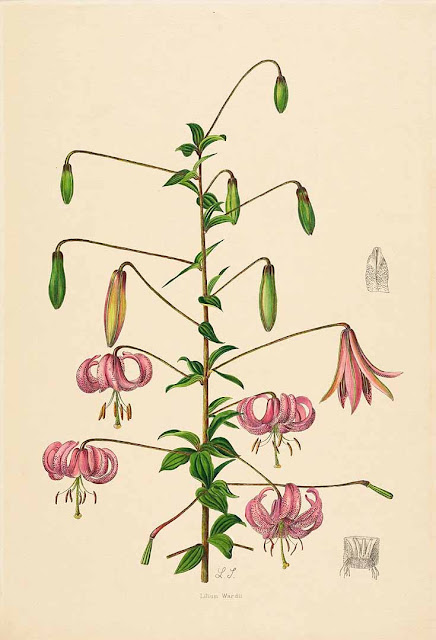 Лилия Уорда (Lilium wardii)