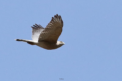 "Shikra, soaring through the air overhead."