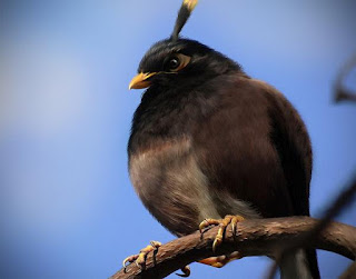 Tokoh Karakter Angry Bird di Dunia Nyata