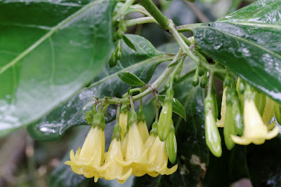 Chiococca alba