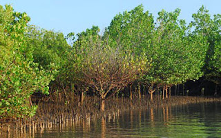 Menyelamatkan Hutan Mangrove