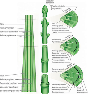 Secondary Growth