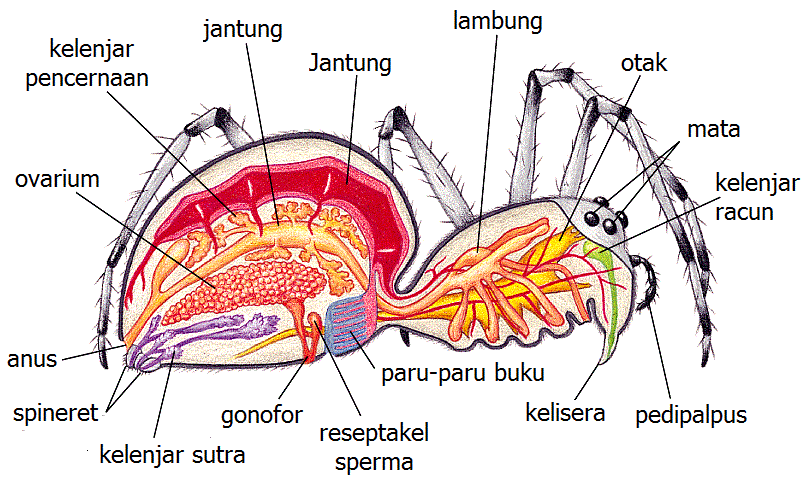  Invertebrata  Biokepo