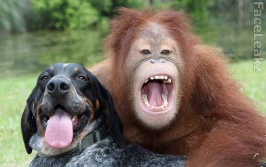 Persahabatan Langka Antara Seekor Orangutan Dengan Seekor Anjing -- foto -- faceleakz