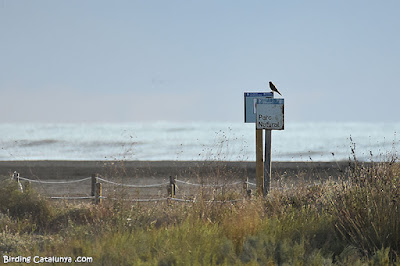 Xoriguer comú (Falco tinnunculus), a la platja del Trabucador